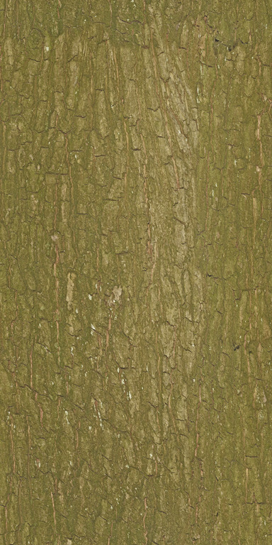 Thick Mossy Bark texture